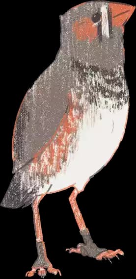 A cute zebra finch bird stands tall. Covering part of the title.